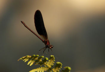 Attentive demoiselle - Kostenloses image #278947